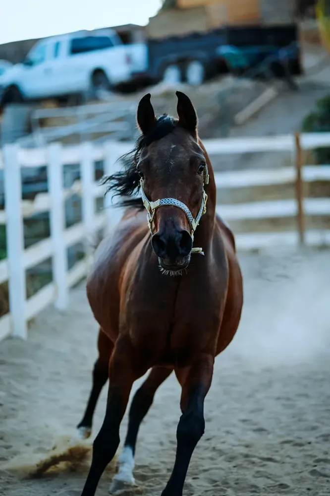 entraîneur-chevaux-de-coursewebp